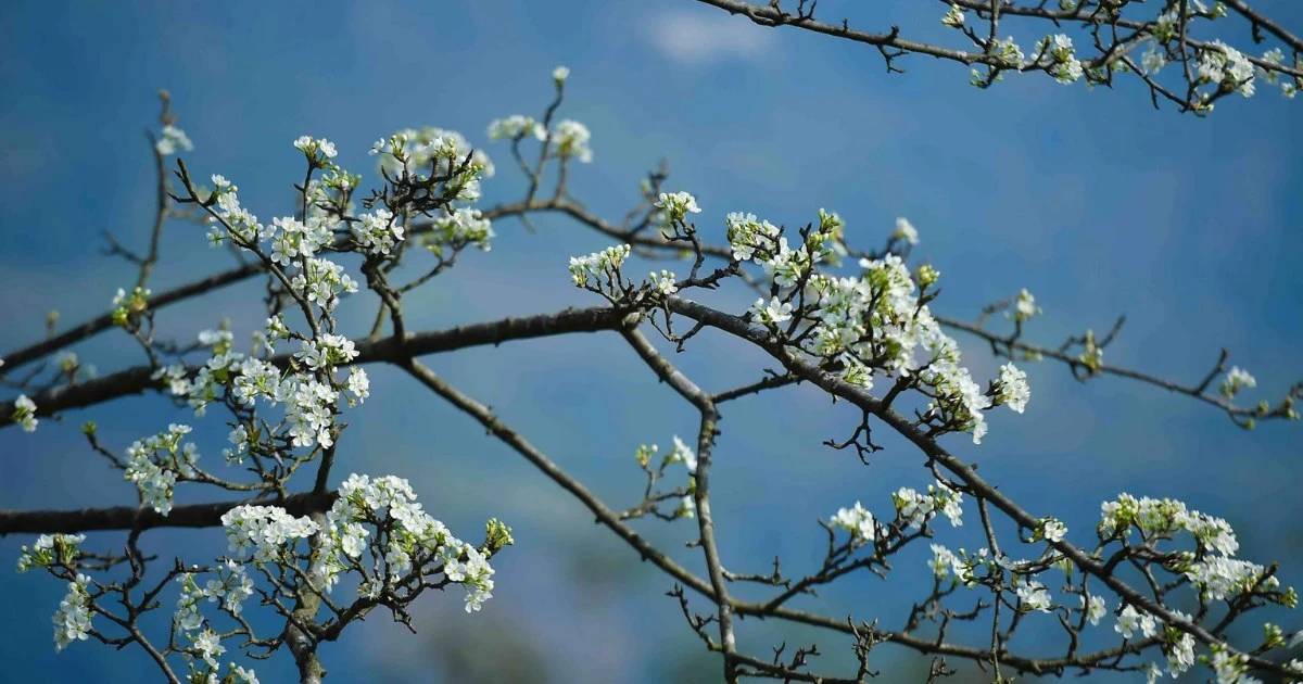 Which month is the most beautiful to see Hồng Thái Le flowers? Experience in choosing outfits and check-in corners