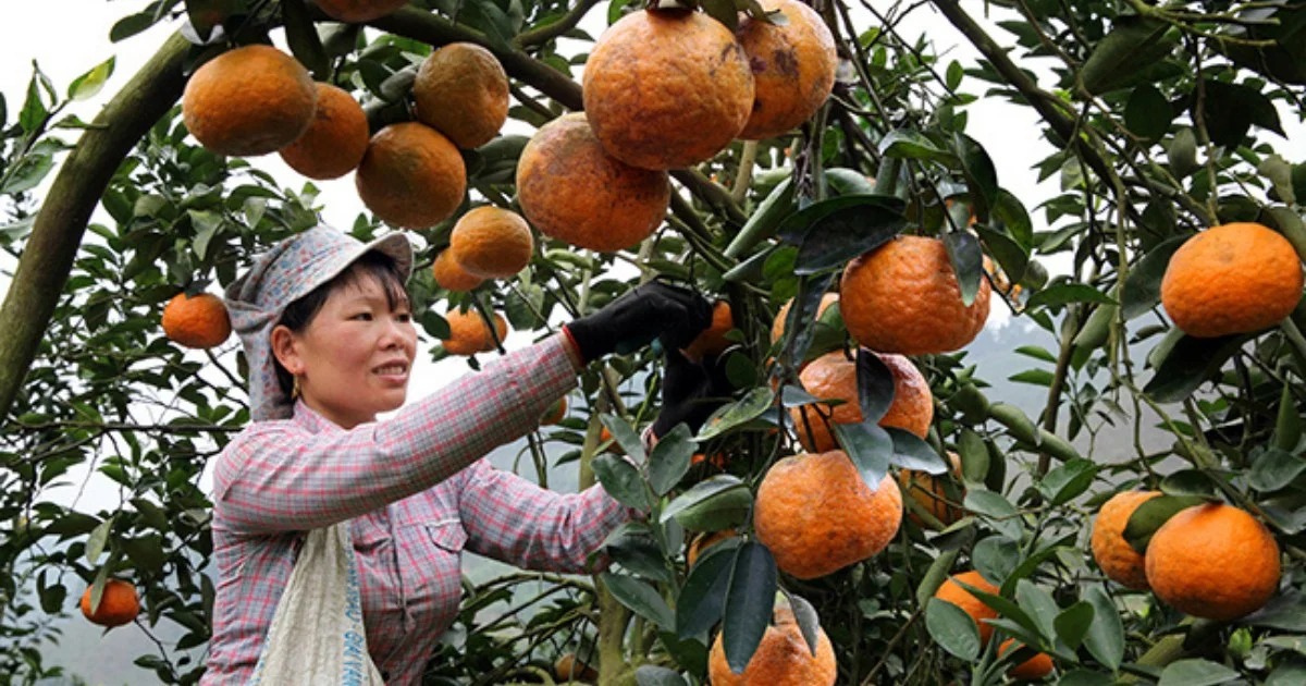 18 Tuyên Quang specialties you should try and buy as unique gifts